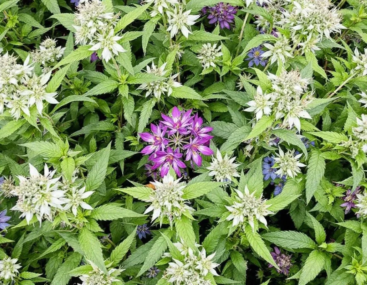 Fleurs de CBD : Se prémunir juridiquement face aux risques de fermeture administrative